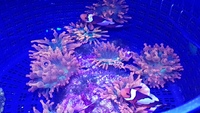 anemones and nice leather coral