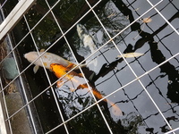 5 Quality Koi for Sale