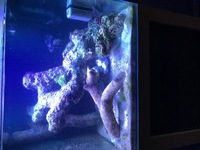 REDUCED to £35 Marine tank - live rock for Sale 9kg