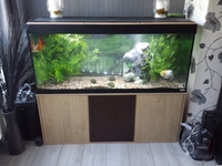 Fluval vicenza 240l tank with cabinet complete setup