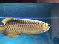 Crossback 24K Golden Arowana Fish £700