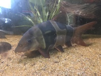 Two Large Clown Loach For Sale - Derby