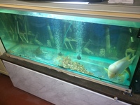 5ft tank with fish