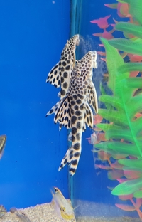 Maidenhead Aquatics @ Melksham - Catfish, Cichlids and other rarities. 24/08/18