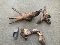 Large Pieces of Bogwood For Sale - Derby