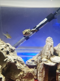Congo spotted puffer. £100
