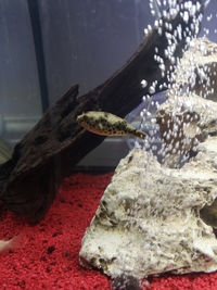 Congo spotted puffer. £100