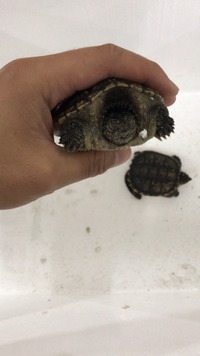 Florida snapping turtle for sale in Leeds