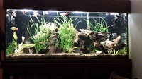 Large Tropical Fish Tank Fully Stocked - Good price for quick sale