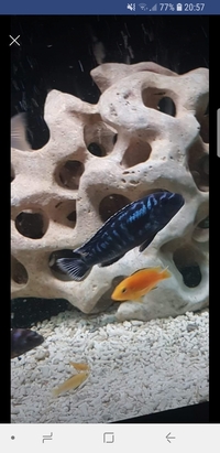 Tank closure Malawi cichlids