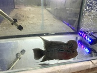 AAA grade flowerhorn for sale in Leeds