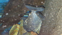 Serrasalmus Rhombeus Black Diamond Piranha