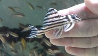 L46 Hypancistrus Zebra Pleco