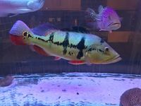 20inch tenmensis hybrid stunning fish