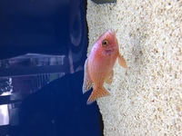 Male Malawi cichlid £50 SOLD