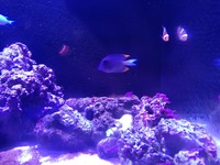 Common Clownfish Tomini Tang and 2x Green Chromis