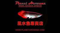 NEW ARRIVALS ... AROWANA AND MORE