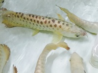 NEW ARRIVALS ... AROWANA AND MORE