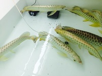 NEW ARRIVALS ... AROWANA AND MORE