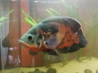 £40 (or offer) - Extra Large (10 inches +12 inches ) Oscars For Sale (Breeding Pair)