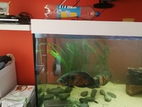 £40 (or offer) - Extra Large (10 inches +12 inches ) Oscars For Sale (Breeding Pair)