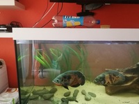 £40 (or offer) - Extra Large (10 inches +12 inches ) Oscars For Sale (Breeding Pair)