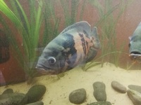 £40 (or offer) - Extra Large (10 inches +12 inches ) Oscars For Sale (Breeding Pair)