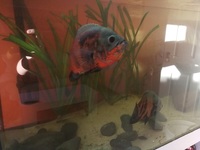£40 (or offer) - Extra Large (10 inches +12 inches ) Oscars For Sale (Breeding Pair)