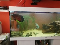 £40 (or offer) - Extra Large (10 inches +12 inches ) Oscars For Sale (Breeding Pair)