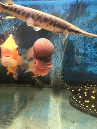 Flowerhorn cichlids for sale