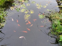 Free Goldfish from cold water pond