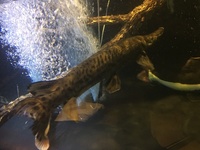 Wanted big Alligator Gars  