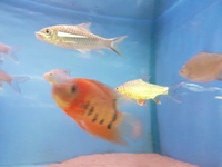 Golden Mahseer