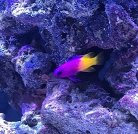 Marine fish & equipement for sale