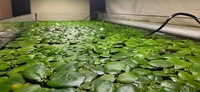 6x Amazon Frogbit (Limnobium laevigatum) Floating Aquarium Plant