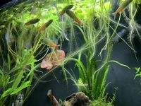 6x Amazon Frogbit (Limnobium laevigatum) Floating Aquarium Plant