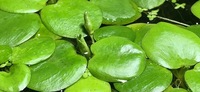 6x Amazon Frogbit (Limnobium laevigatum) Floating Aquarium Plant