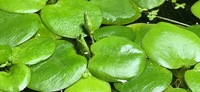 6x Amazon Frogbit (Limnobium laevigatum) Floating Aquarium Plant