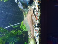 Pleco