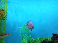 3 discus fish for sale. 1 breeding pair and 1 single male