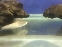 Albino knife fish for sale