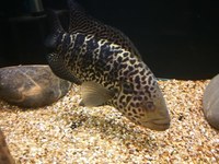 JAGUAR CICHLID MALE