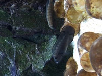 Telmatochromis Temporallis Shell Spp Fry