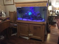 £450 Maidenhead Aquatics Oak 350 Litre Fishtank with 100L Sump