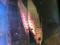 Full cross golden head premium gold Kerian blue base arowana