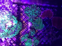 Hammerhead frags