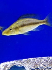 RARE Dimidiochromis Compressiceps Chizumulu Island Gold Morph £50 pair