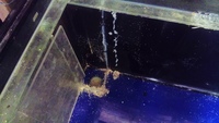 Marine Tank + 3ft Sump + protein Skimmer and few extras - £200