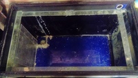 Marine Tank + 3ft Sump + protein Skimmer and few extras - £200