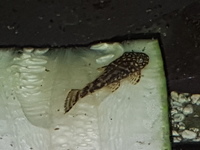 Bristlenose pleco